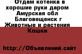 Отдам котенка в хорошие руки даром - Амурская обл., Благовещенск г. Животные и растения » Кошки   